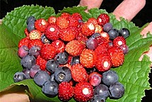 Названы 12 наиболее полезных продуктов для человека