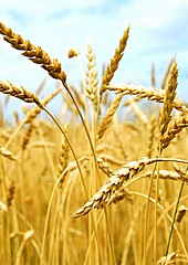 Август: время действий 