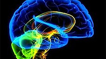 Мозг человека хранит вечную молодость