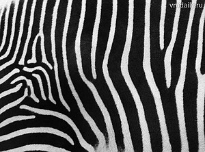 Ученые наконец-то поняли, зачем зебрам полоски