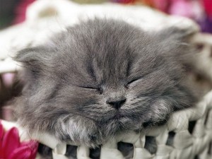 Британские ученые изучили ночную жизнь кошек
