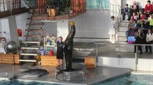 В дельфинарии Челнов появились новые артисты